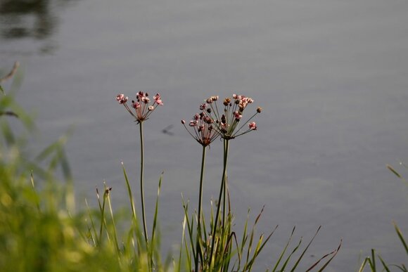 Moravičanské jezero