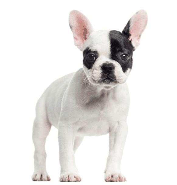 French Bulldog Lifespan