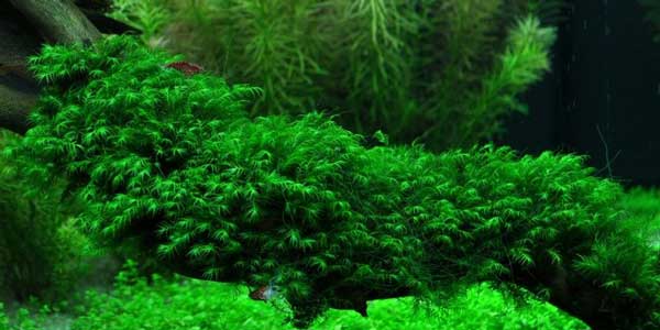 Pheonix moss
