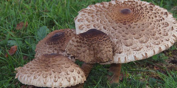 Parasol (Macrolepiota Procera)