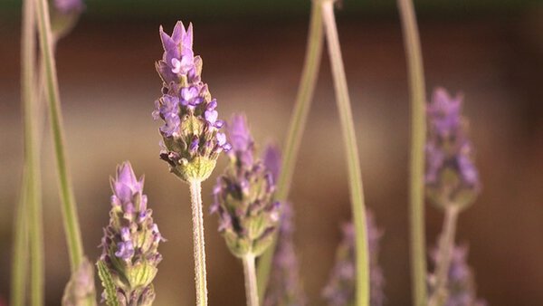 lavanda | Dicas de Saúde