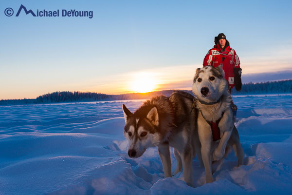 Dog musher at sunset near Willow, Alaska