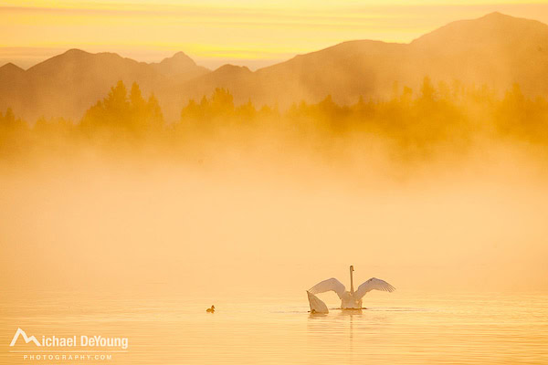 Swans in fog, Anchorage, Alaska