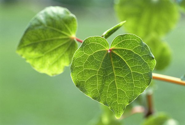 kava para ajudar na hora de dormi | Dicas de Saúde kava para ajudar na hora de dormi