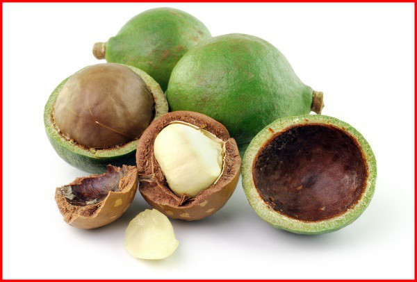 nozes de macadamia-1 | Dicas de Saúde