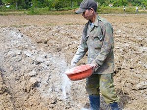Vôi bột dùng để khử chua đất