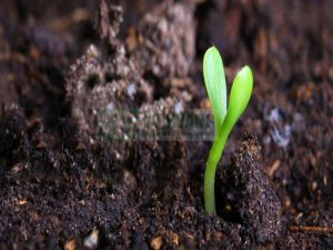 axit sunfuric có hiệu quả trong việc xử lý đất vôi