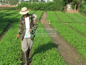 Có thể hòa phân vào nước tưới cho cây trồng