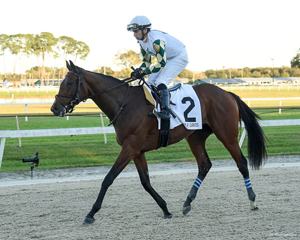 2020 Belmont Stakes - Sole Volante