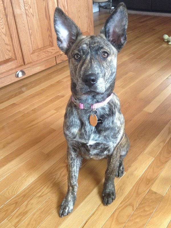 Pitbull and German Shepherd Mix