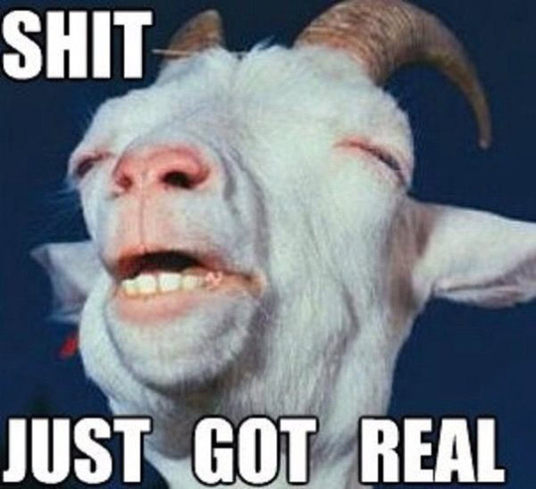 29 Adorable Funny Goat Pictures EntertainmentMesh