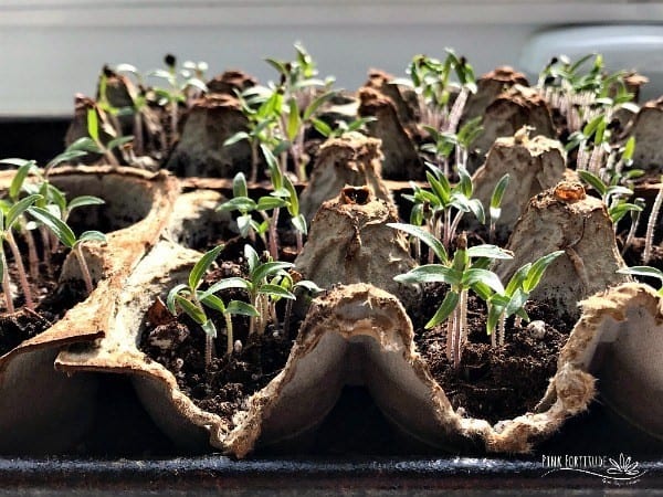 egg carton garden