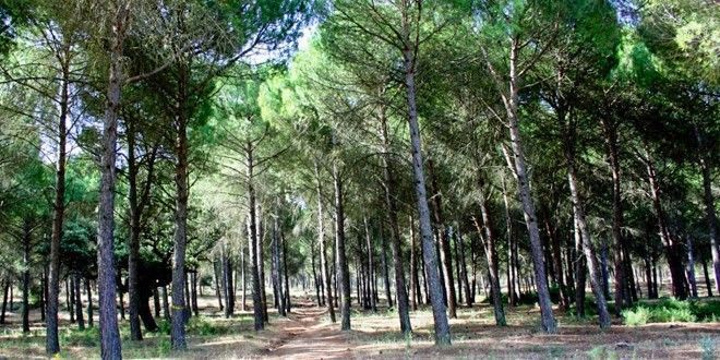 Parque Periurbano Dehesa del Mercadillo