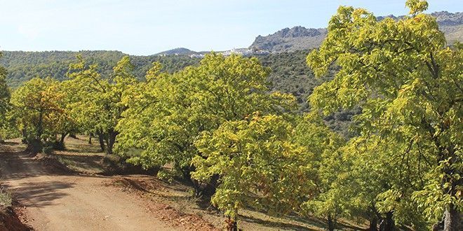 Valle del Genal