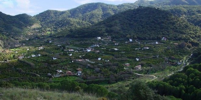 Pinar de Cerro Gordo