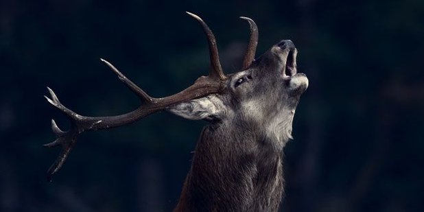 Cuando el otoño llega a la Sierra de las Nieves