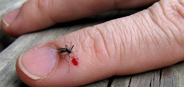 principais sintomas da dengue | Dicas de Saúde principais sintomas da dengue