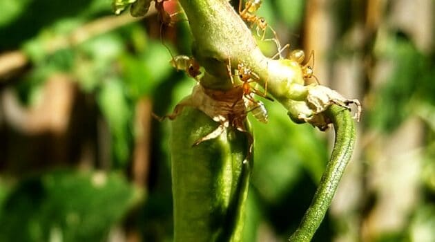 Snake Beans and Green Ants