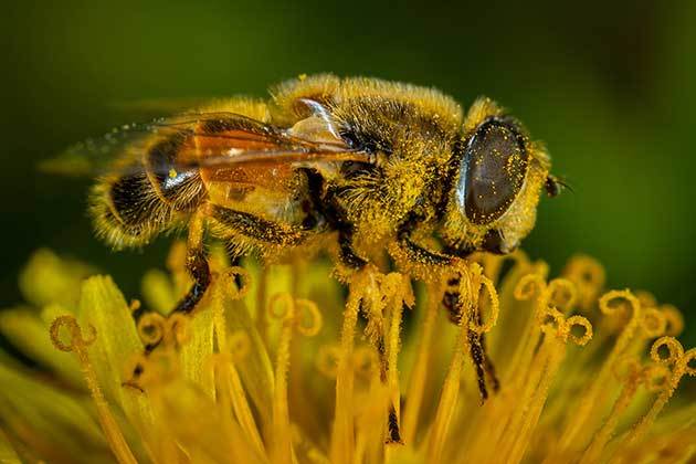 alergia Pólen