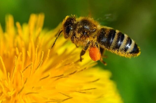 Essaimage d’abeilles: focus sur la duplication de la colonie 3 Une abeille butineuse récolte du pollen
