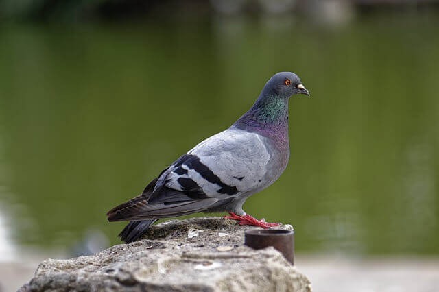 algoritme google pigeon