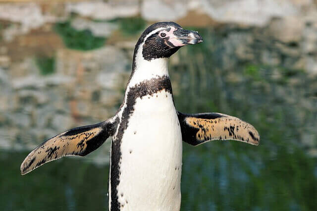 algorithme google pingouin