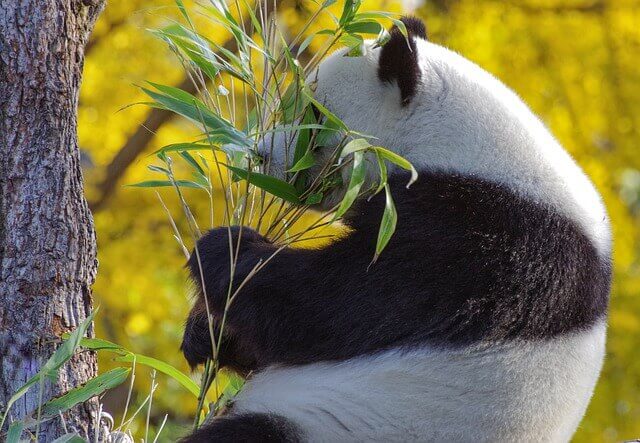 Google panda