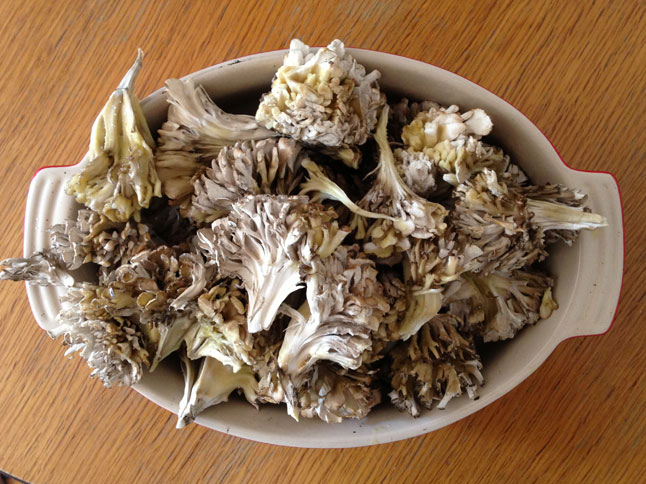 cogumelo Maitake | Dicas de Saúde