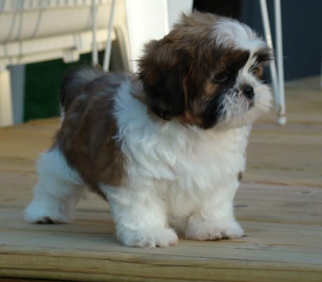 teacup shih tzu full grown size