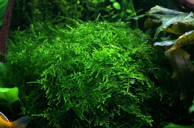 taiwan moss
