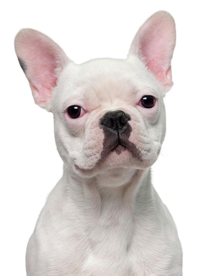 Maintaining the Optimum Weight for a French Bulldog ...