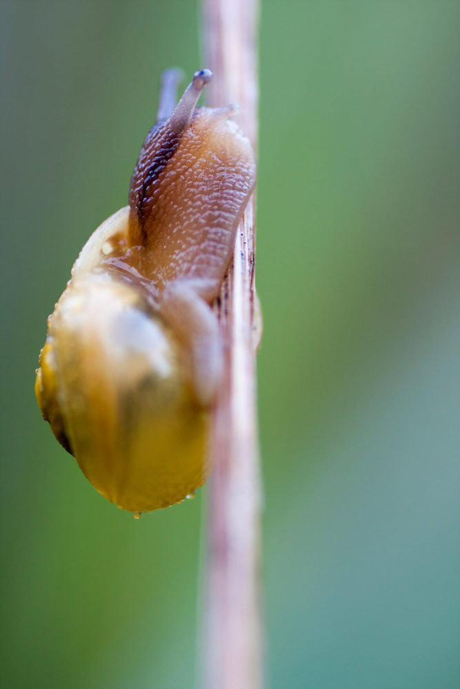 Schnecke
