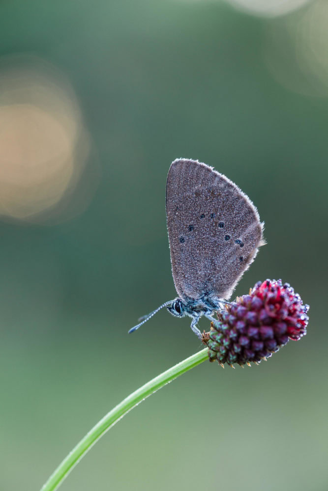 Wiesenknopf-Ameisenbläuling
