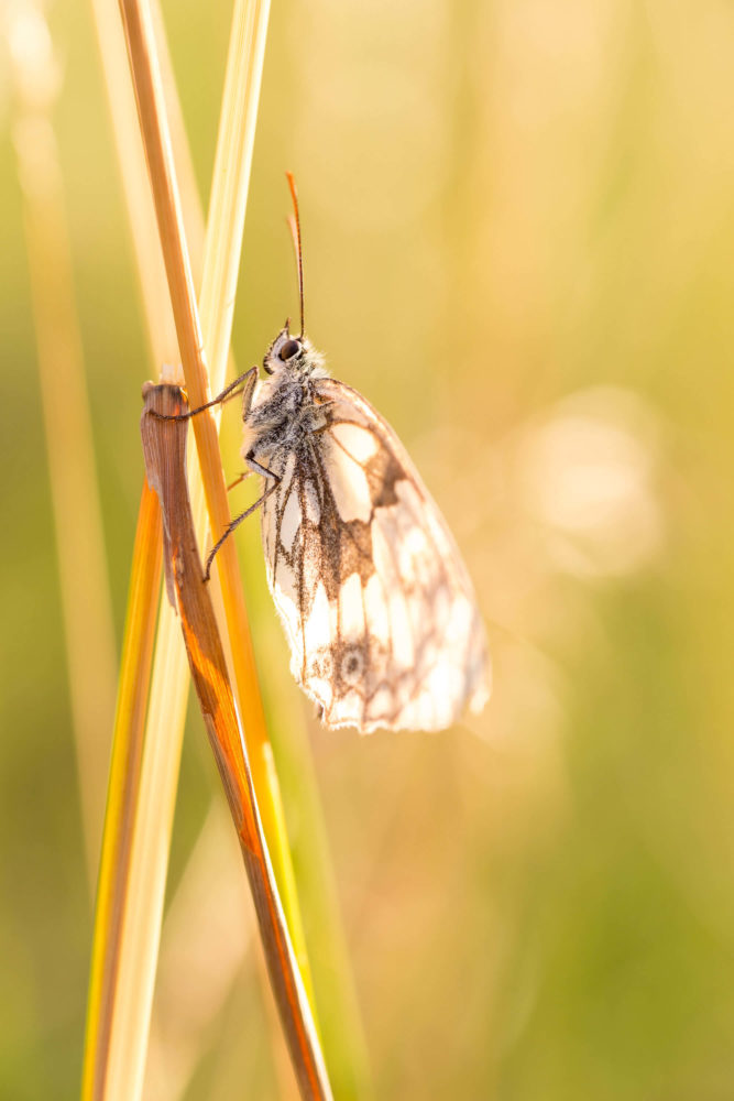 Schachbrett (Melanargia galathea)