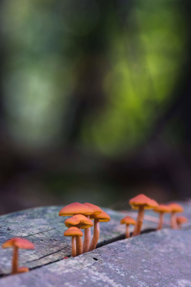 Orangene Pilze wachsen aus einem Baumstamm