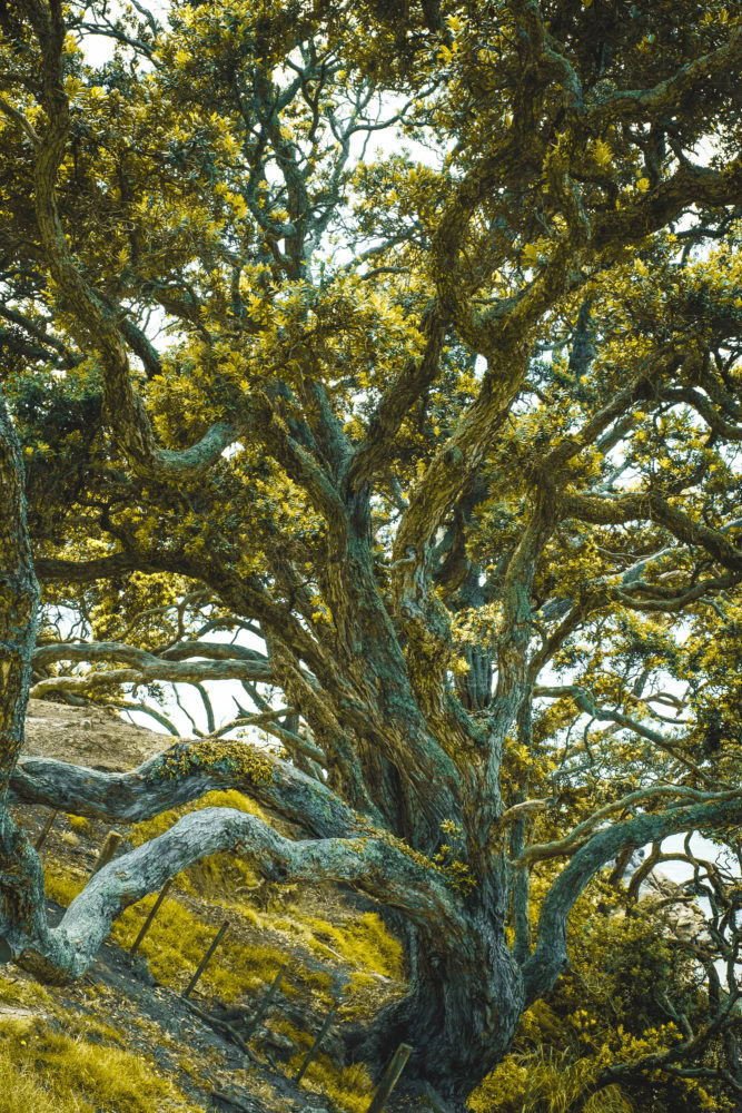 Knorriger Baum mit gelben Blättern auf der Coromandel Peninsula
