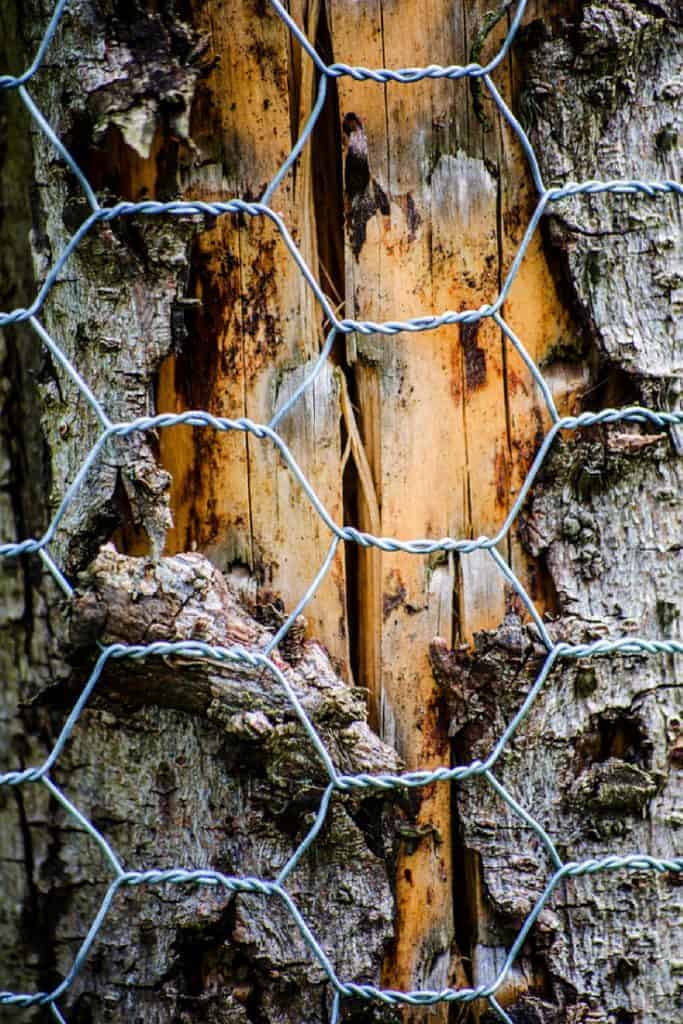 How tall should a chicken coop be Tu Bishvat invites appreciation of trees and greenery in Israel - opinion