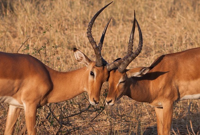 IMPALA - Aepyceros melampus