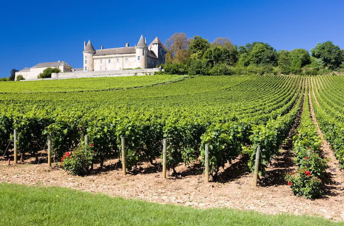 Dichte Rebzeilen in einem Weinberg in Frankreich.