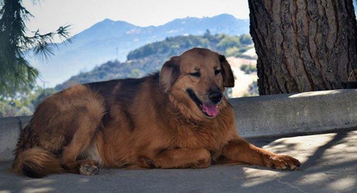 Golden Shepherd mix