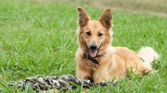 golden and german shepherd mix