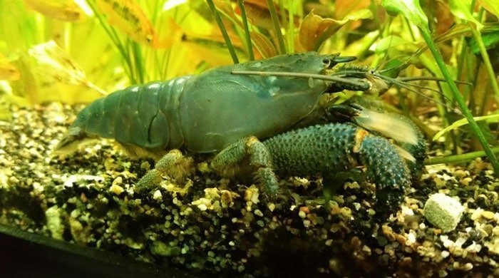 Vampire Shrimp (Atya gabonensis)