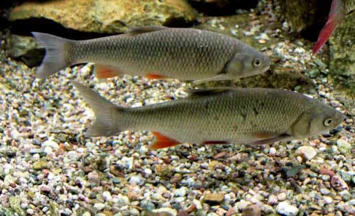 domolykó