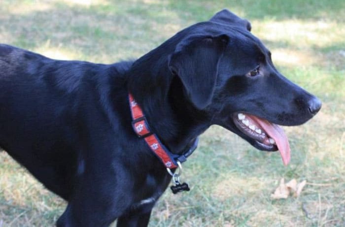 border collie lab mix