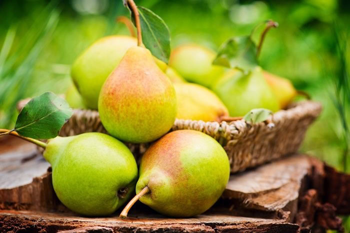 Pera do Campo-1 | Dicas de Saúde Benefícios da Pera do Campo
