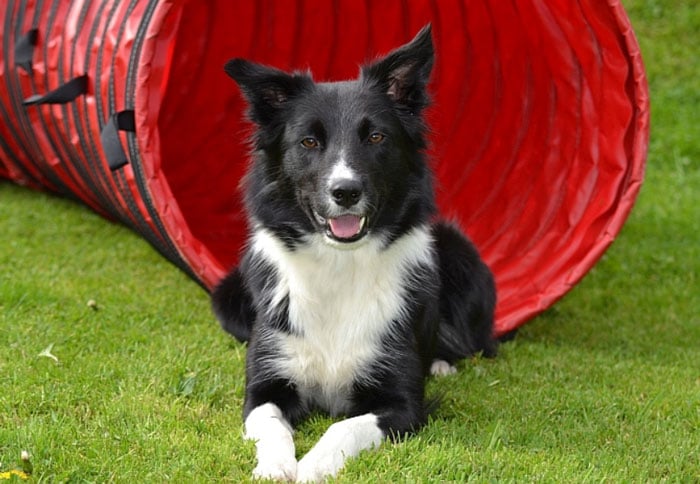 border collie lab mix training