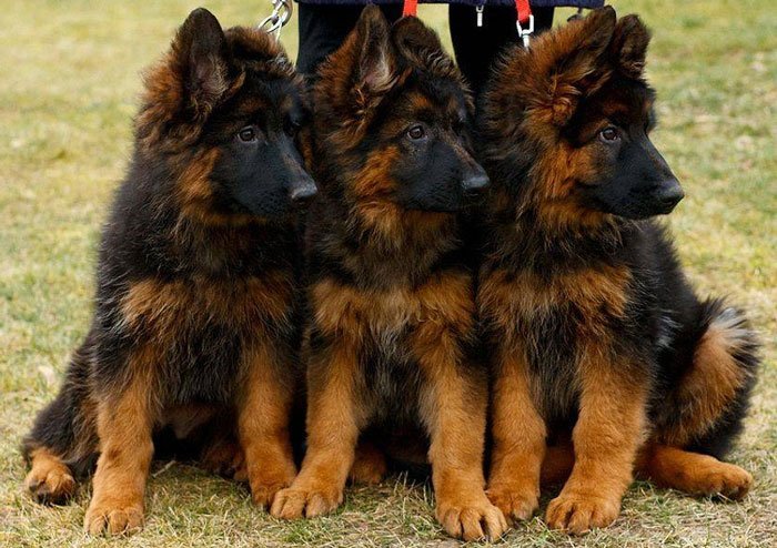 Long Haired German Shepherd puppies