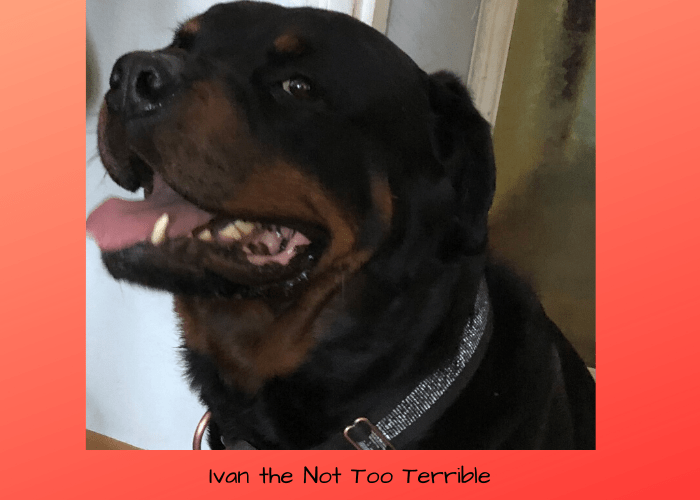 Ivan the Keto Dog