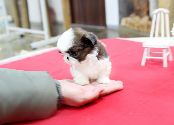 Teacup Shih Tzu dog
