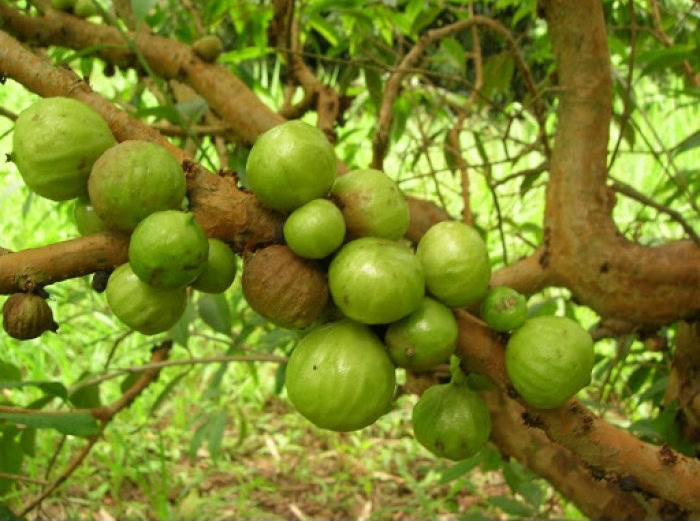 jaboticaba-branca-2 | Dicas de Saúde jaboticaba-branca-2